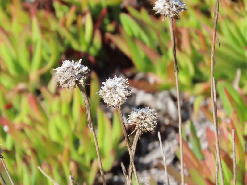 Armeria pseudarmeria photo 5