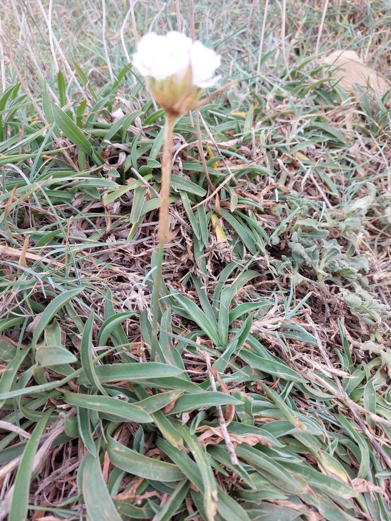 Armeria pseudarmeria photo 6