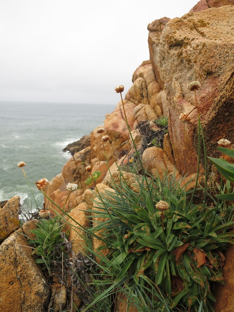 Armeria pseudarmeria photo 7