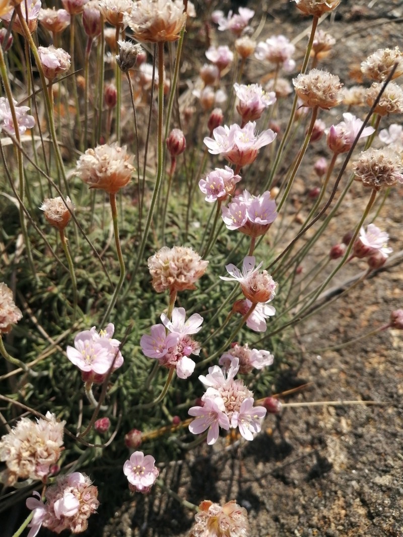 Armeria pubigera