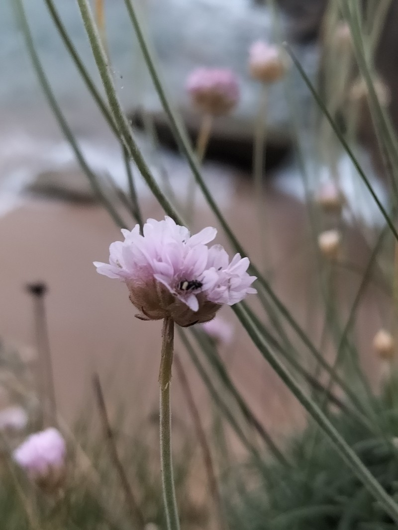 Armeria pubigera photo 2