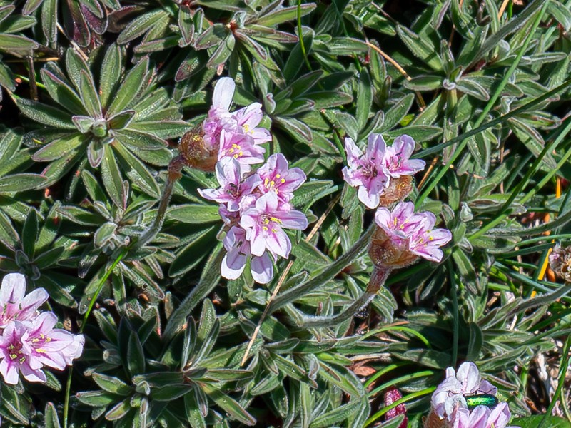 Armeria pubigera photo 3