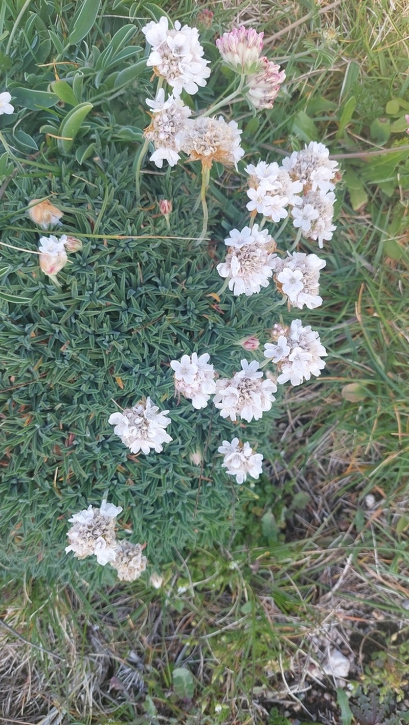 Armeria pubigera photo 4