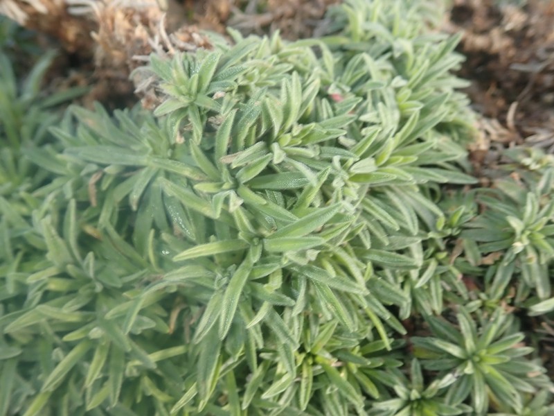 Armeria pubigera photo 5