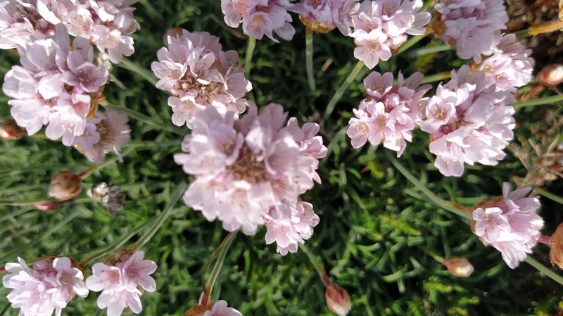 Armeria pubigera photo 6