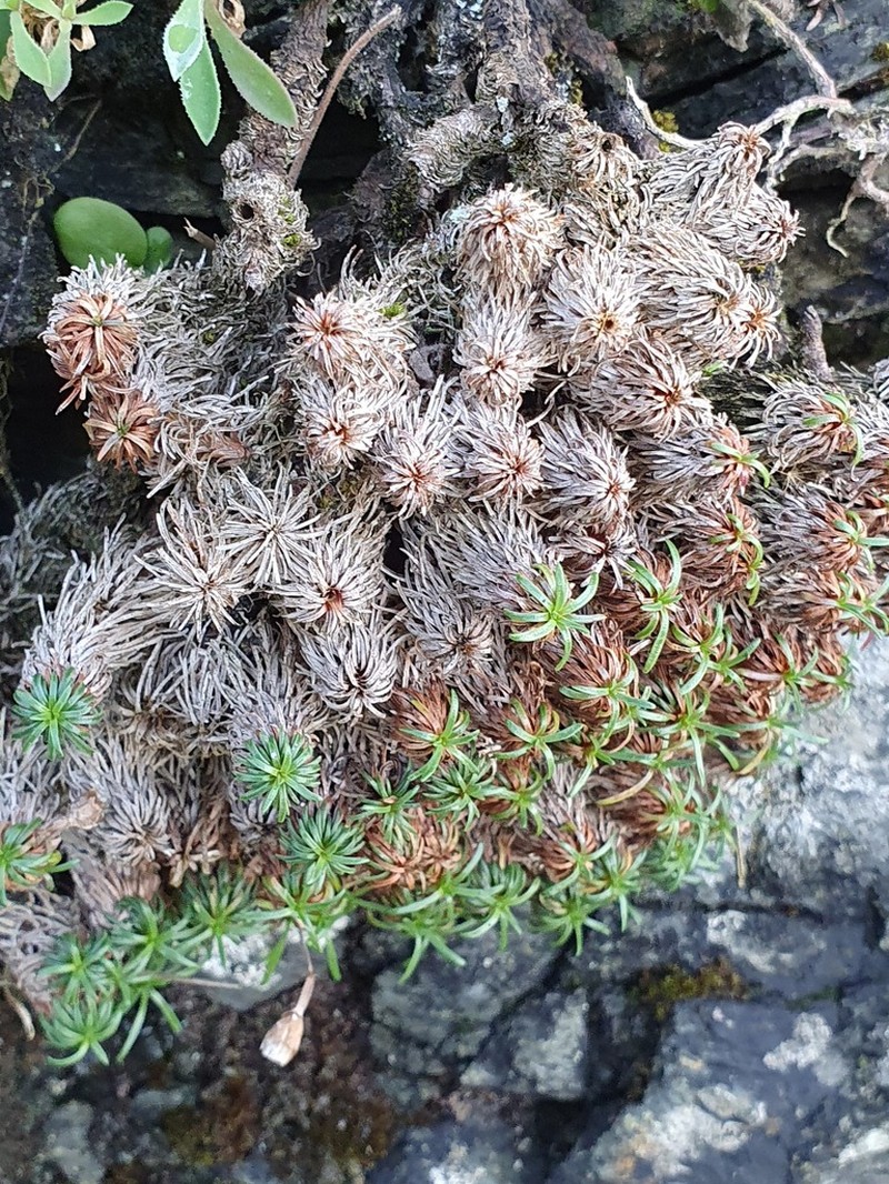 Armeria pubigera photo 7