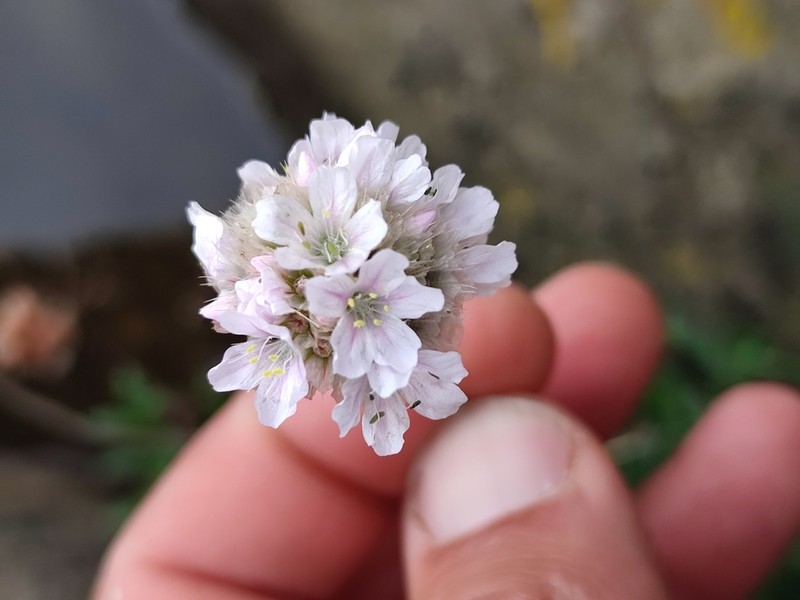 Armeria pubigera photo 8