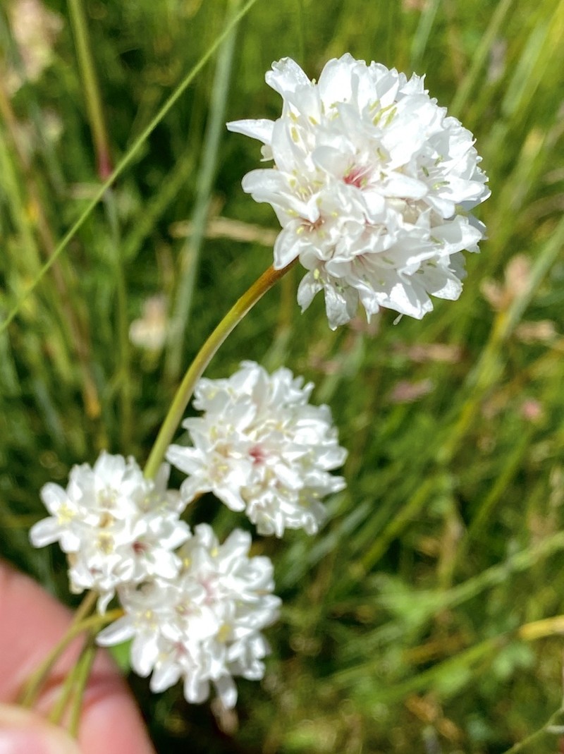 Armeria pubinervis photo 2