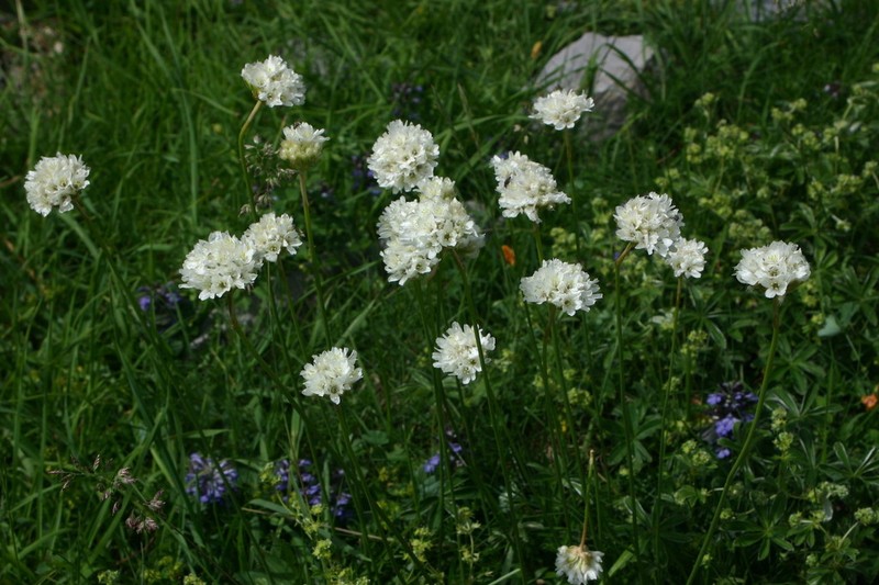 Armeria pubinervis photo 3