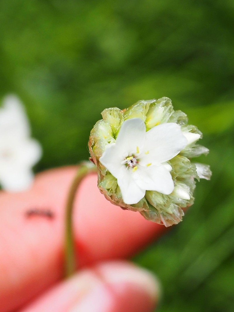 Armeria pubinervis photo 4