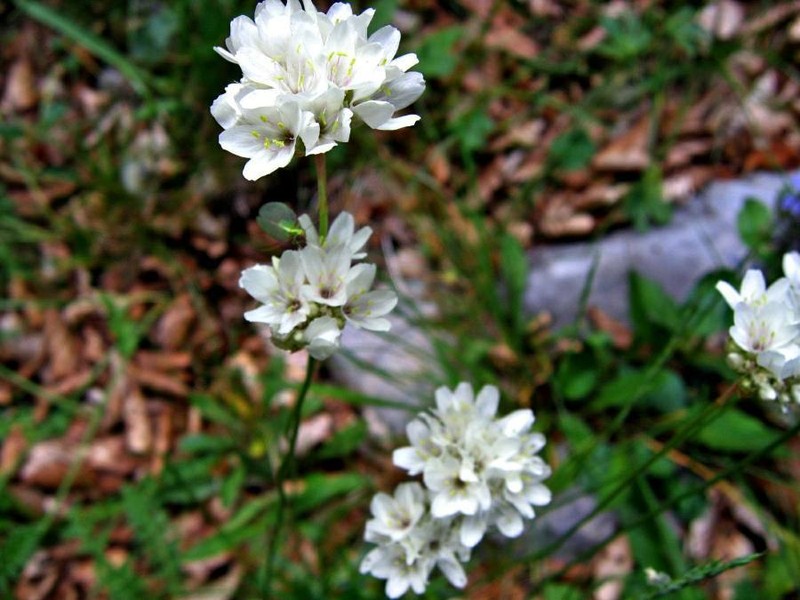 Armeria pubinervis photo 5