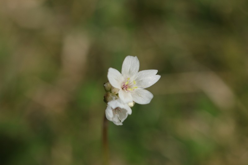 Armeria pubinervis photo 6