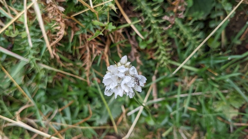 Armeria pubinervis photo 7
