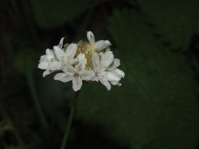 Armeria pubinervis photo 8