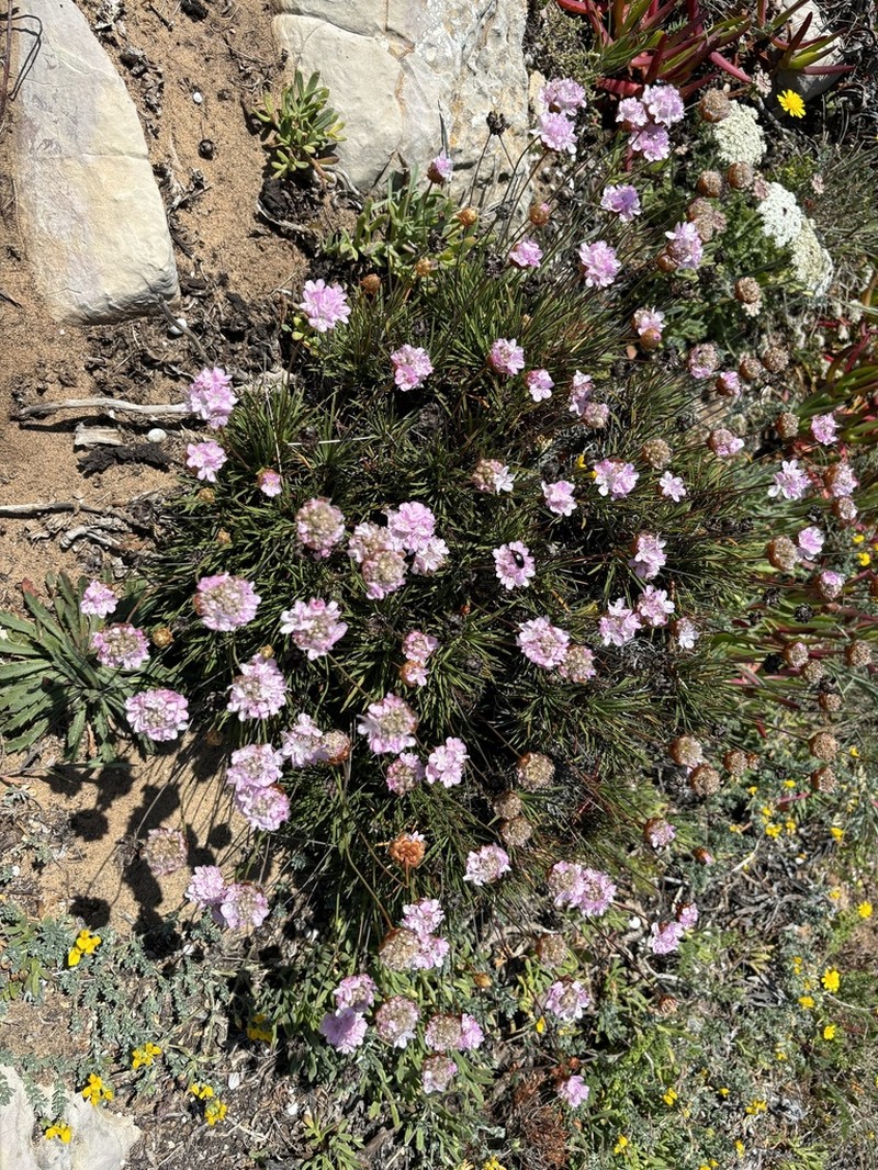 Armeria pungens photo 2