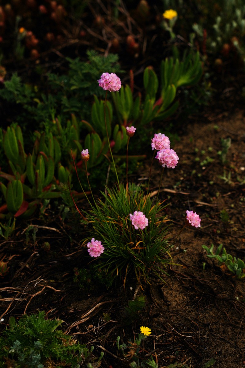 Armeria pungens photo 3