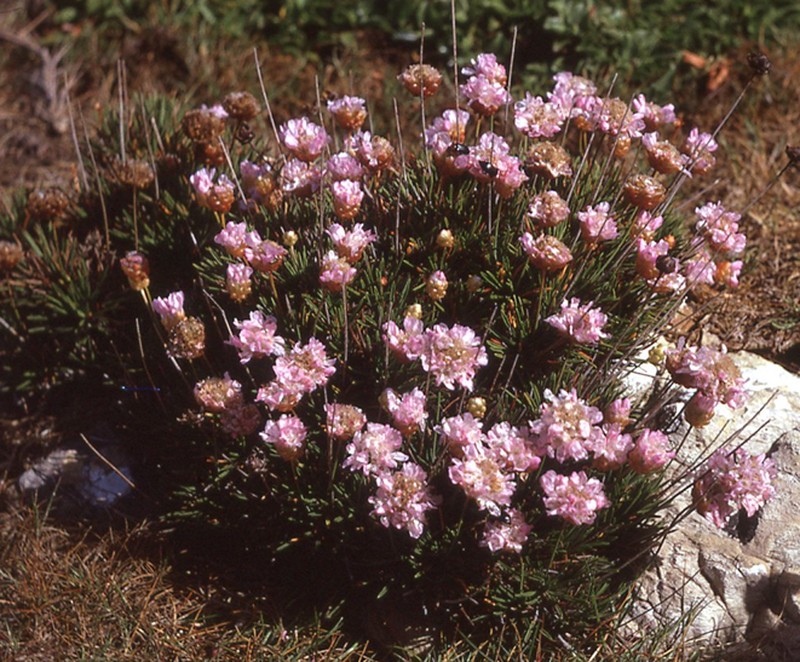 Armeria pungens photo 4