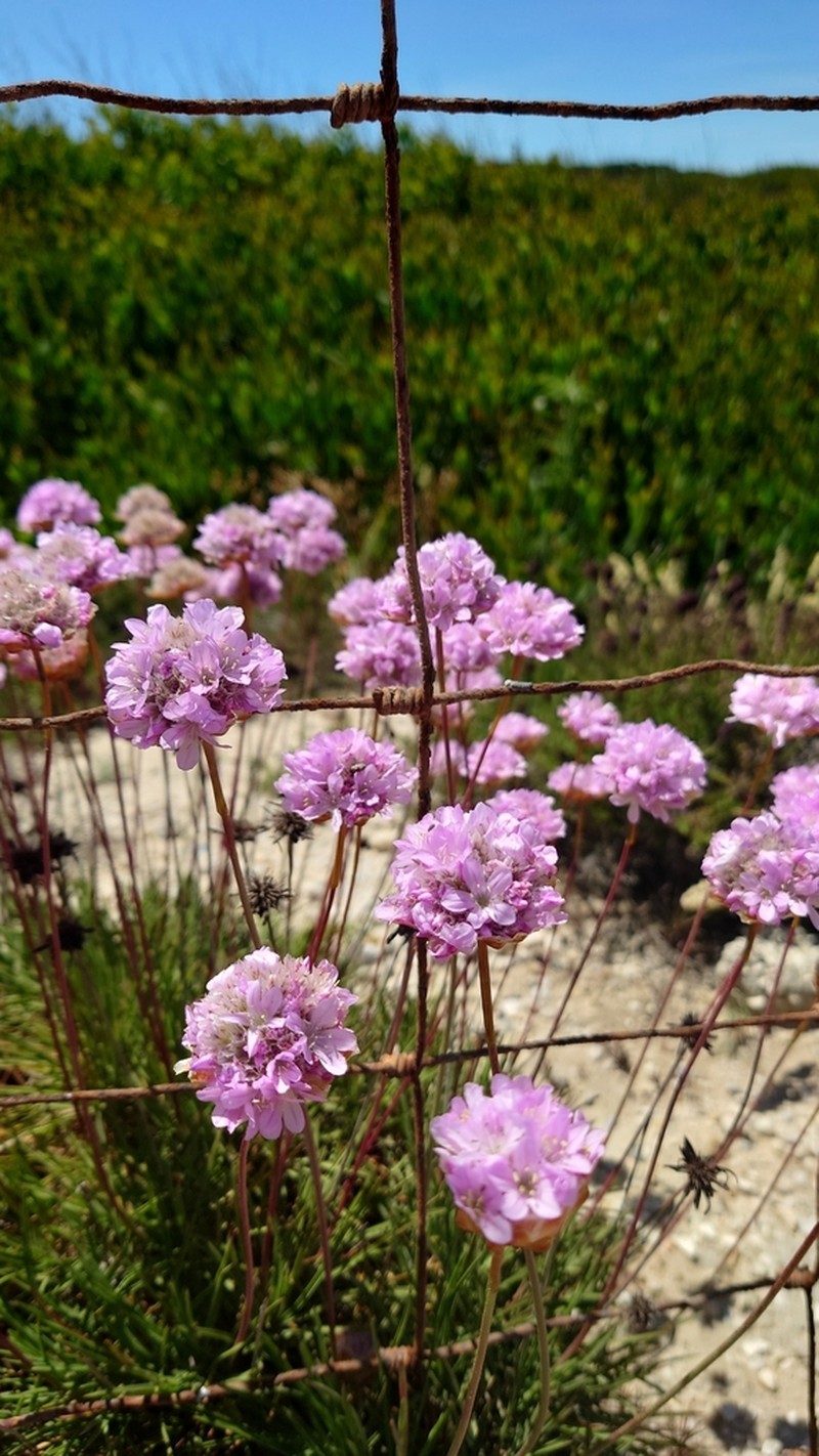 Armeria pungens photo 5