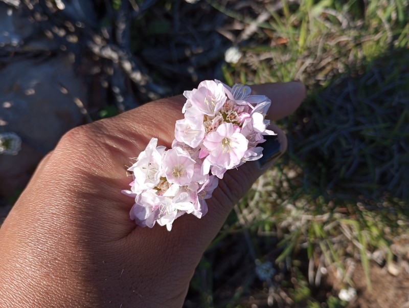 Armeria pungens photo 6