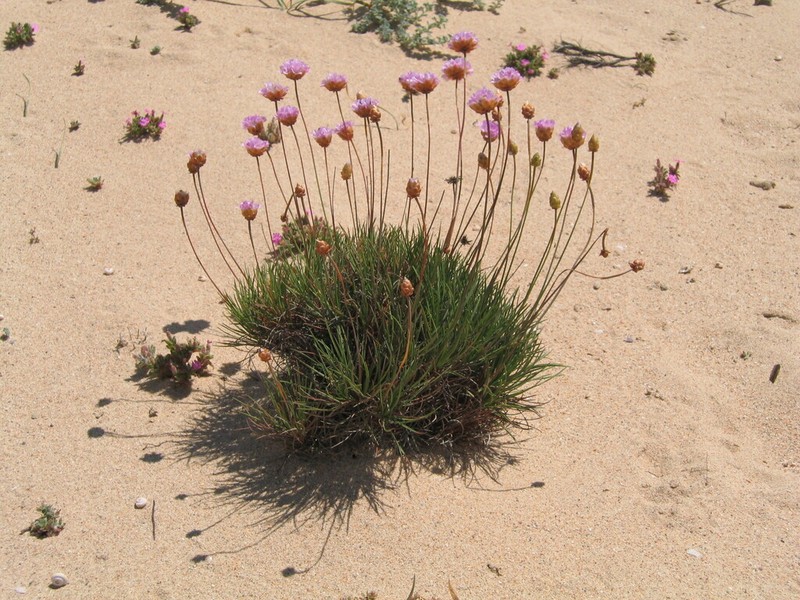 Armeria pungens photo 7