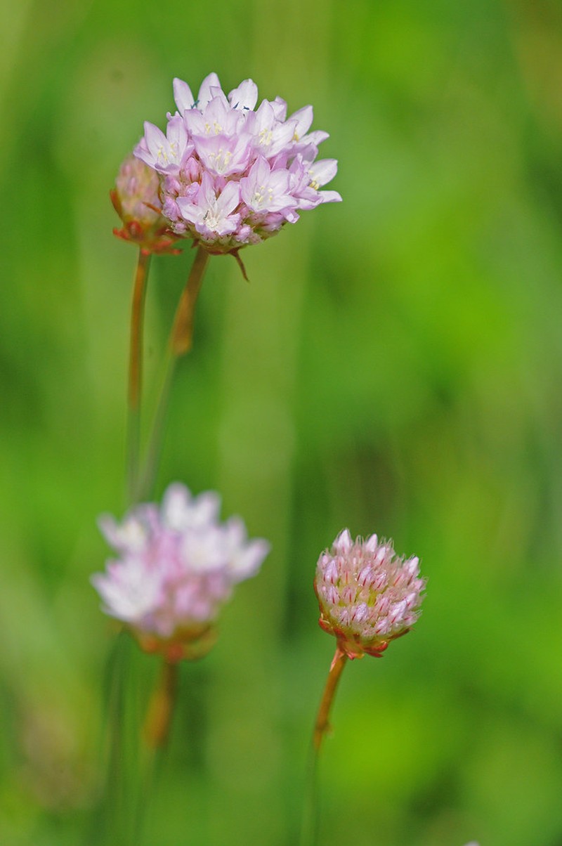 Armeria rhodopea photo 2
