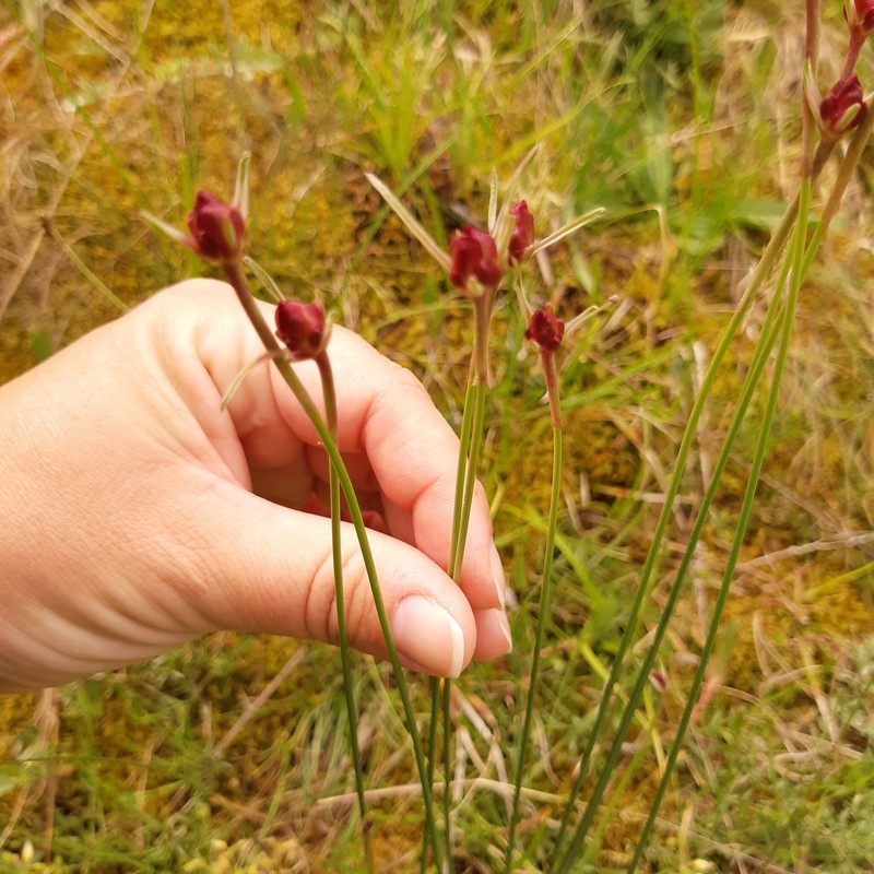 Armeria rhodopea photo 3