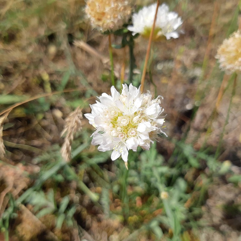 Armeria rhodopea photo 4
