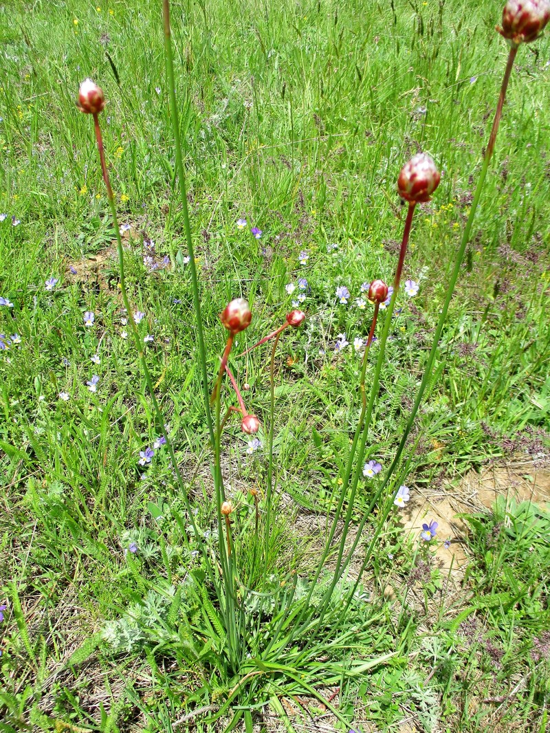 Armeria rhodopea photo 6
