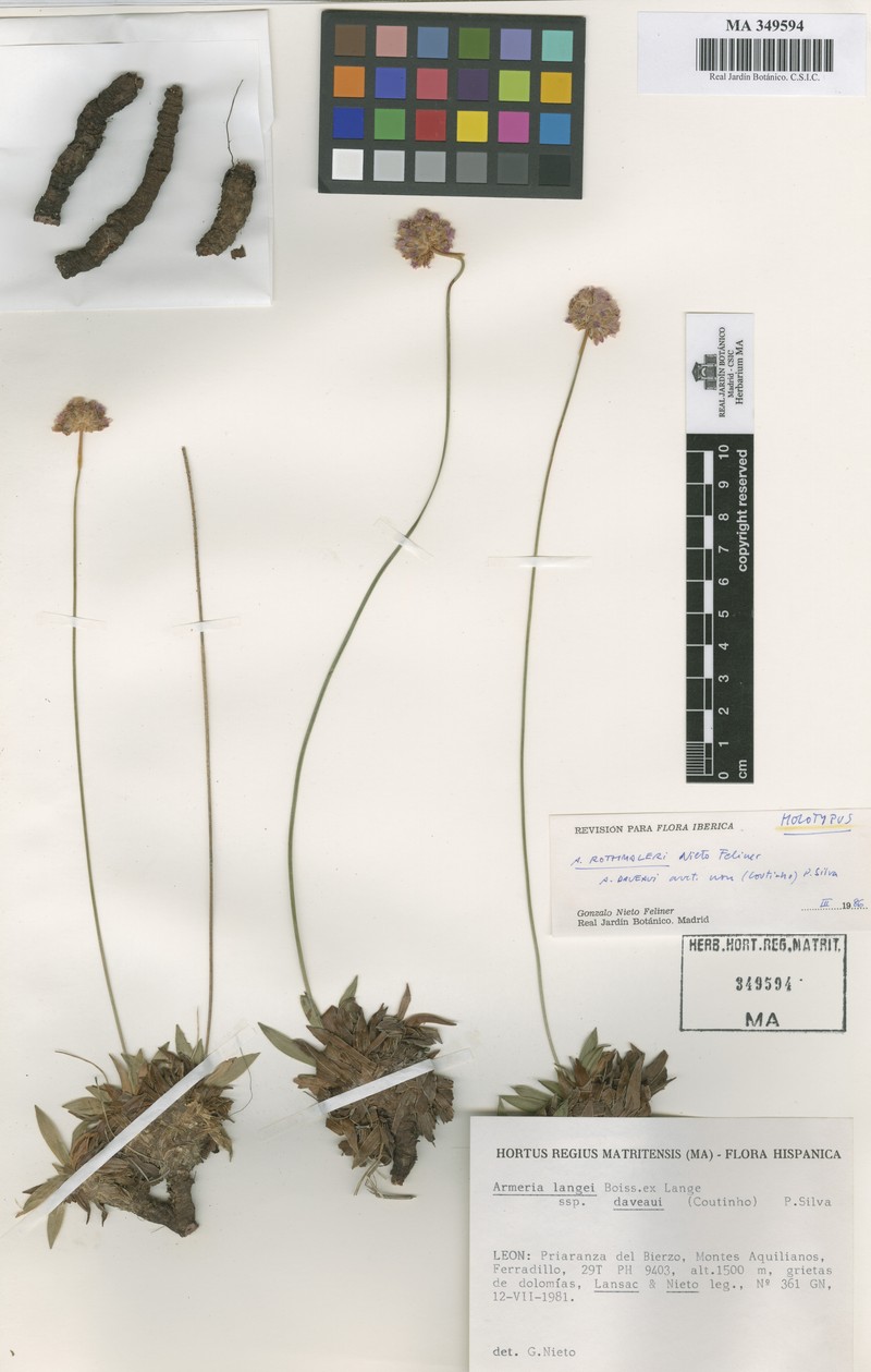 Armeria rothmaleri photo 2