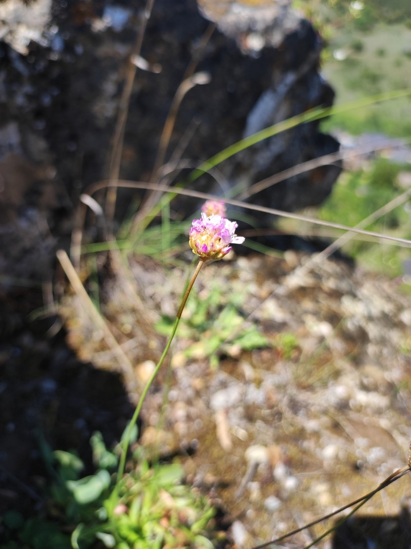 Armeria rothmaleri photo 3