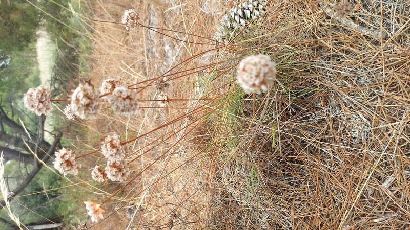 Armeria rouyana