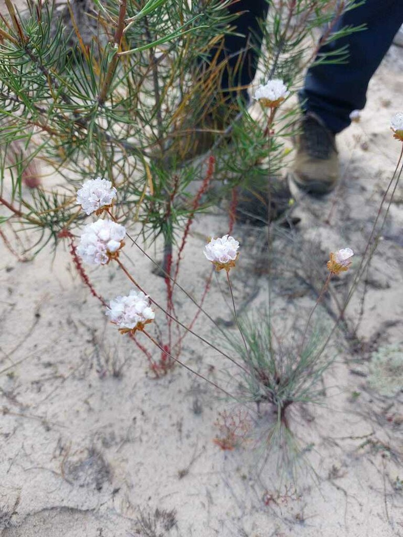 Armeria rouyana photo 2