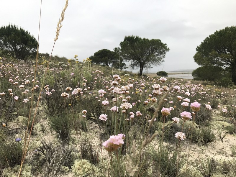 Armeria rouyana photo 3
