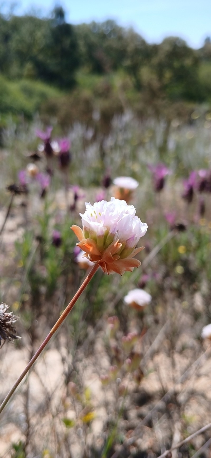 Armeria rouyana photo 4