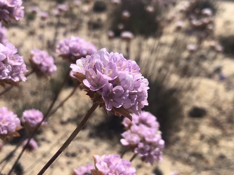 Armeria rouyana photo 5