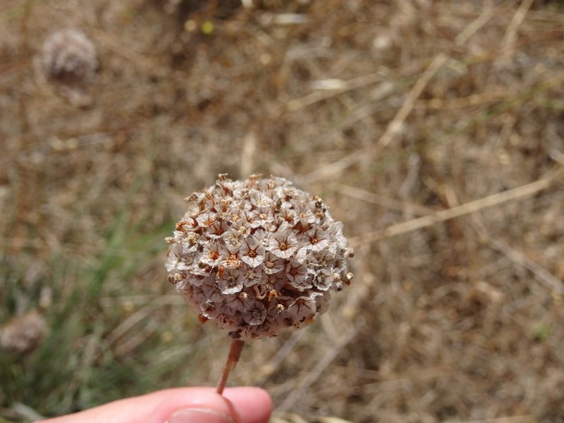Armeria rouyana photo 6