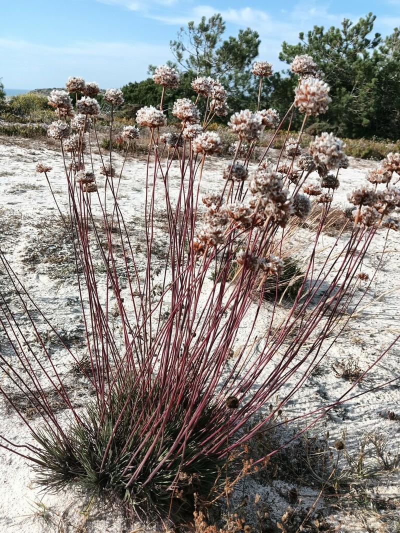 Armeria rouyana photo 7
