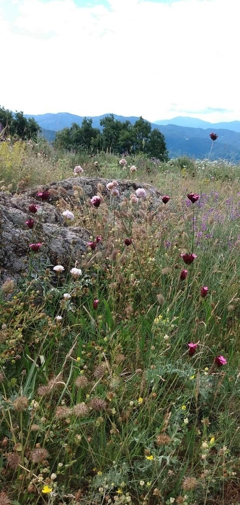 Armeria rumelica