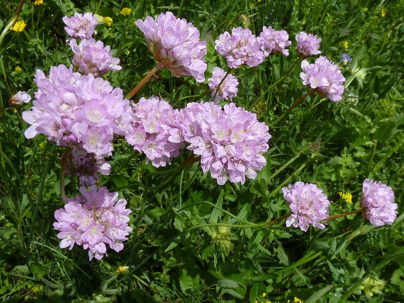 Armeria rumelica photo 2