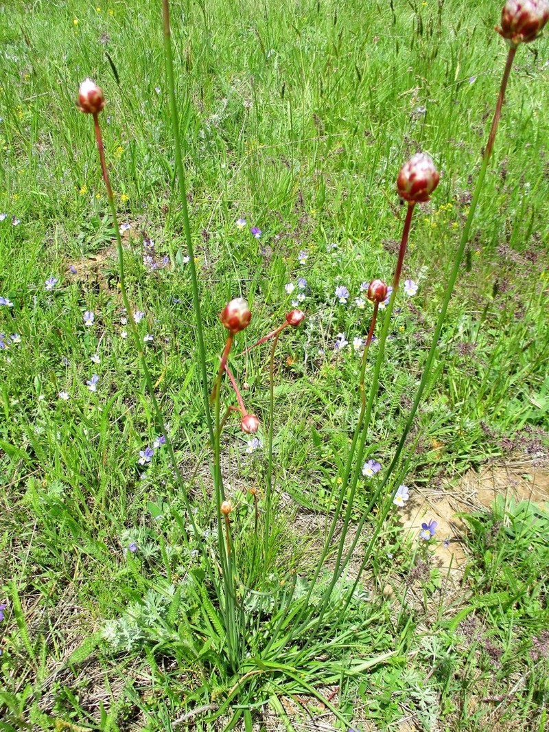 Armeria rumelica photo 3