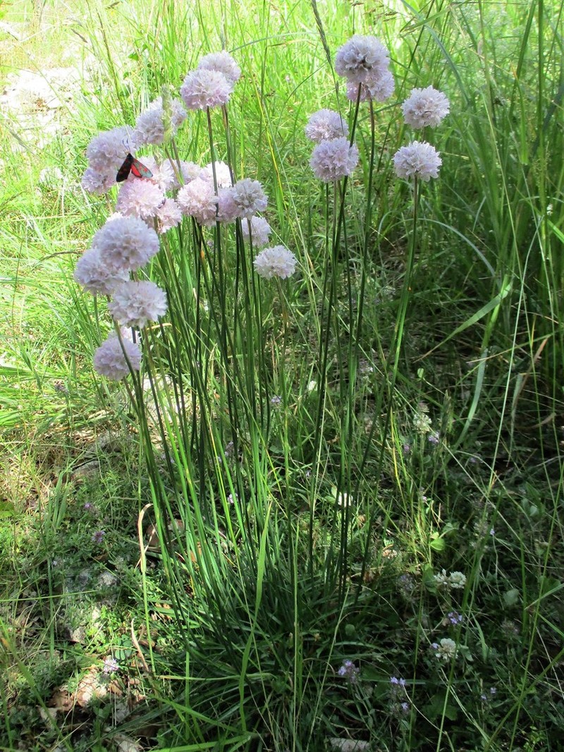 Armeria rumelica photo 4