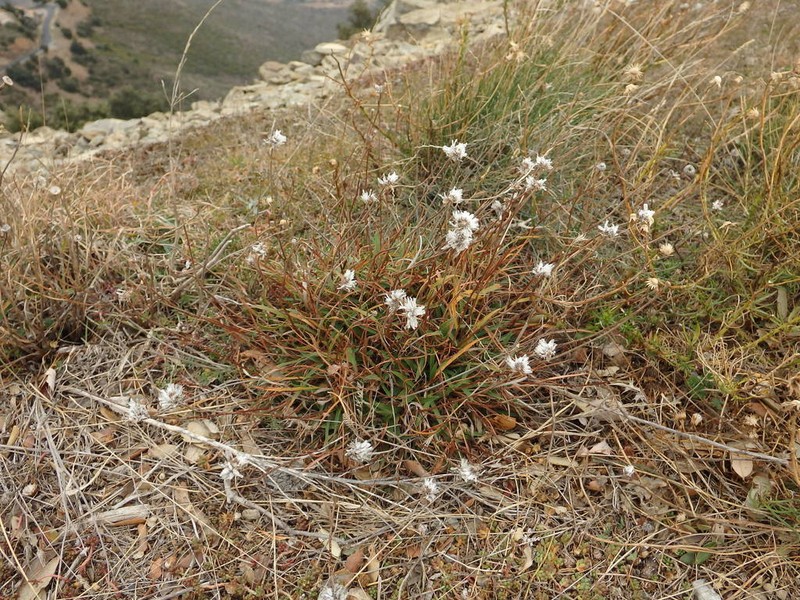 Armeria ruscinonensis