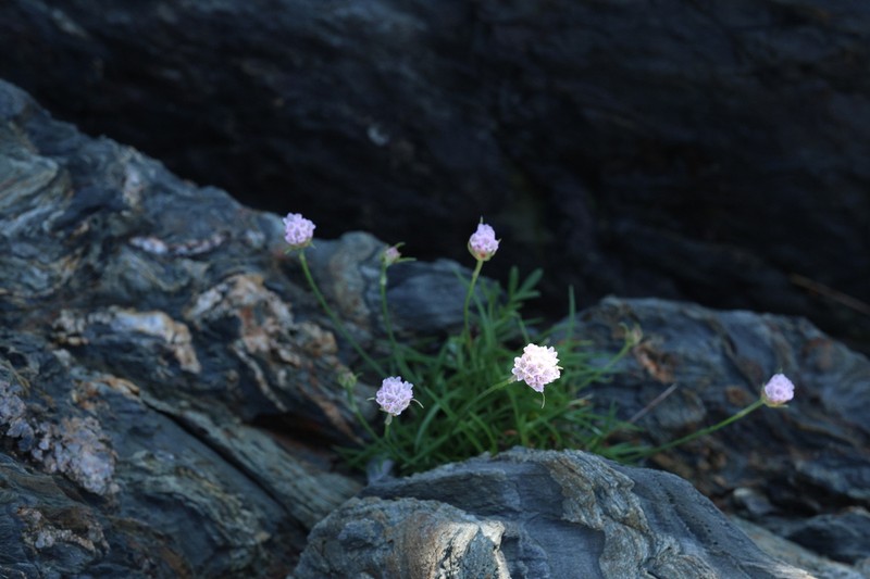 Armeria ruscinonensis photo 2
