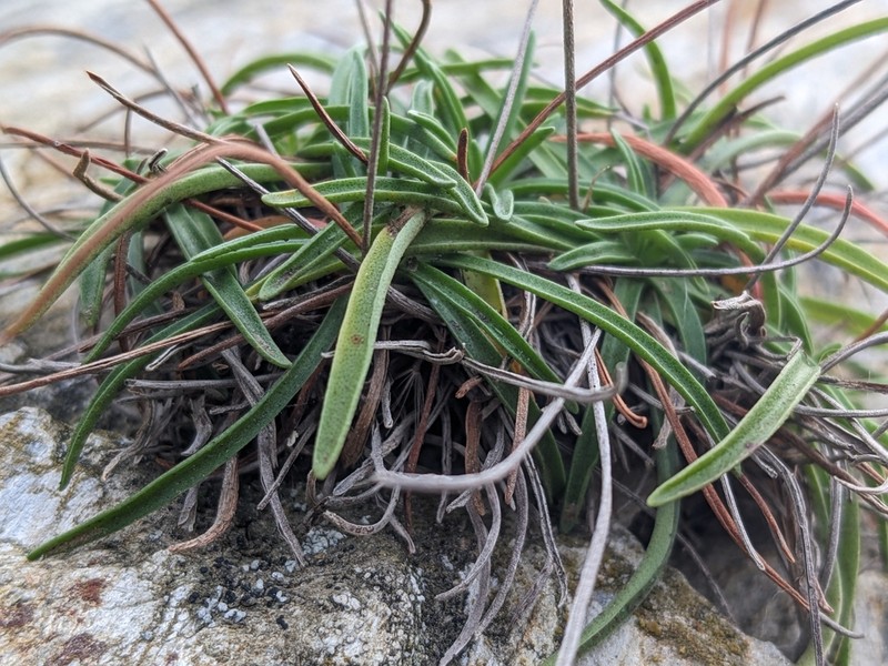 Armeria ruscinonensis photo 3