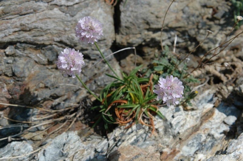 Armeria ruscinonensis photo 4
