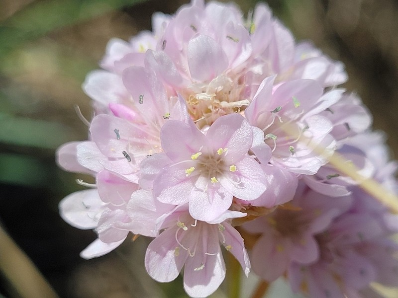 Armeria ruscinonensis photo 5