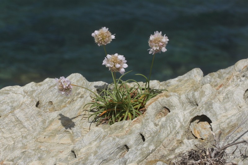 Armeria ruscinonensis photo 6