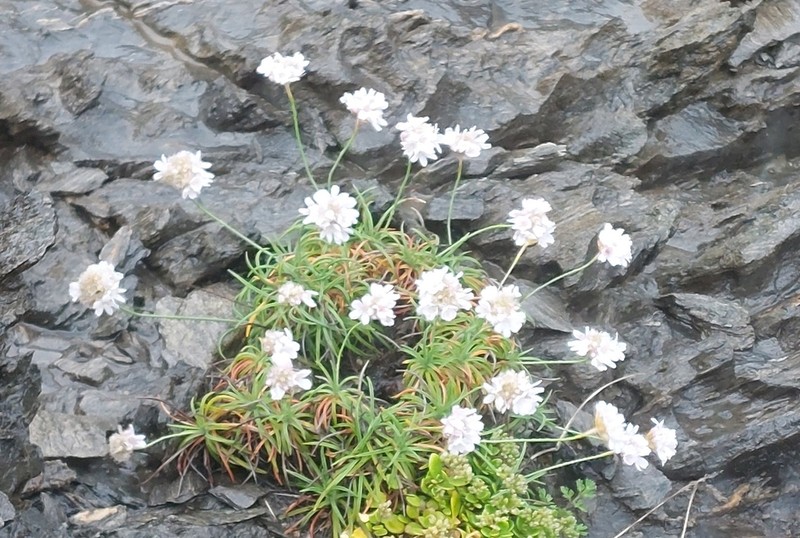Armeria ruscinonensis photo 7