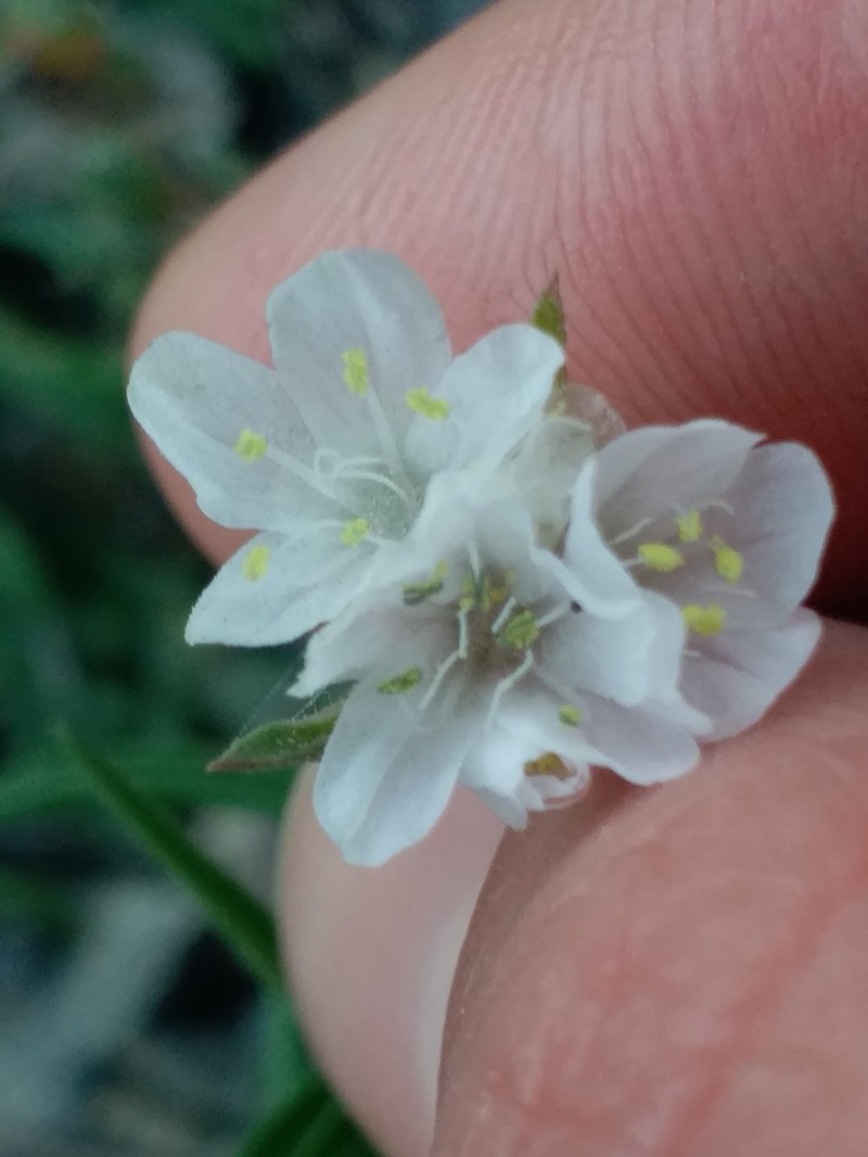 Armeria ruscinonensis photo 8