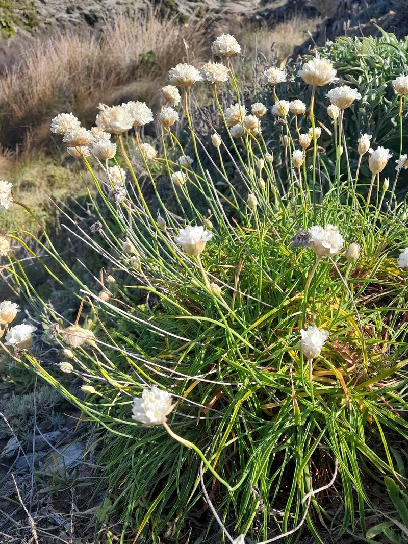 Armeria ruscinonensis subsp. ruscinonensis